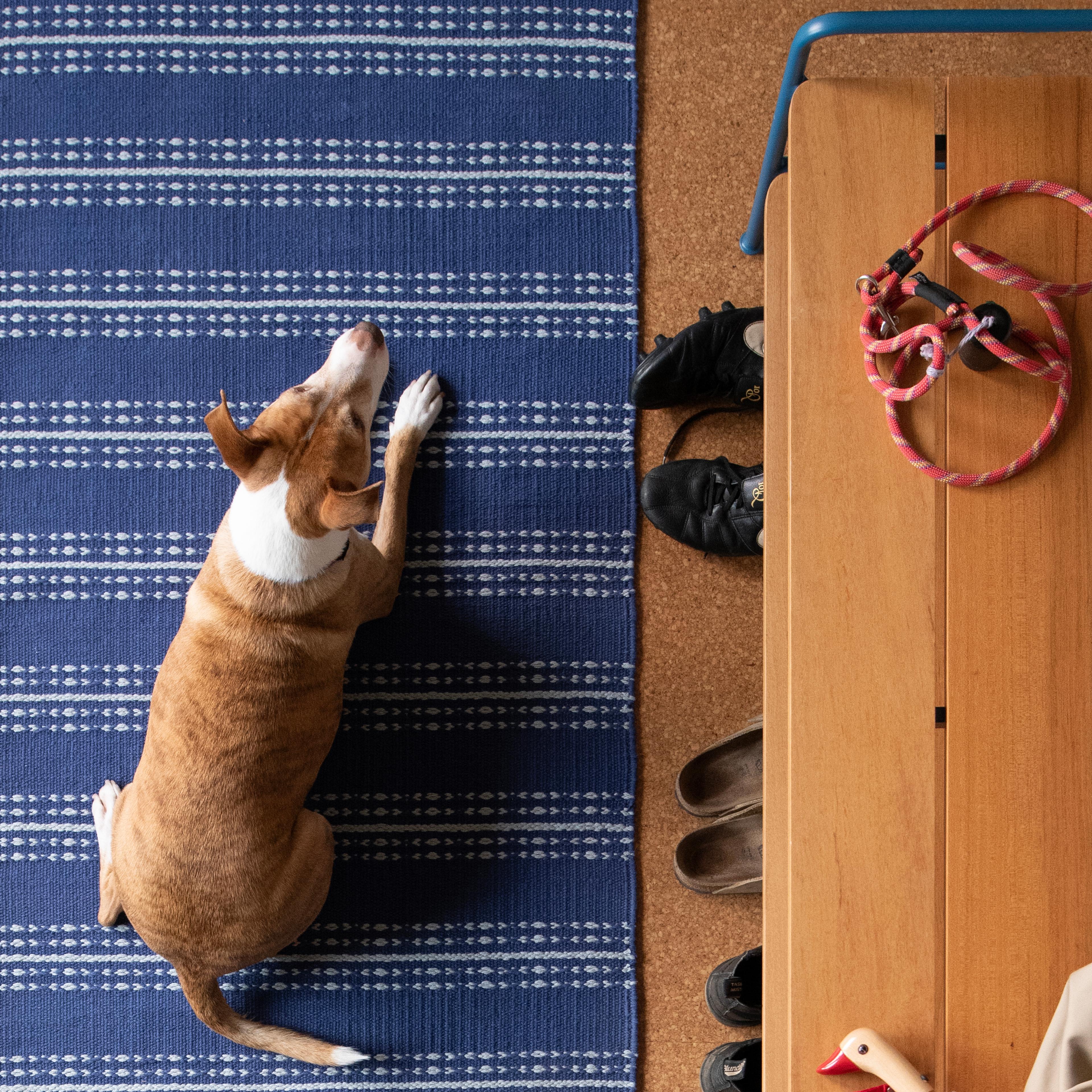 The Design-Lover’s Guide to Living with Pets