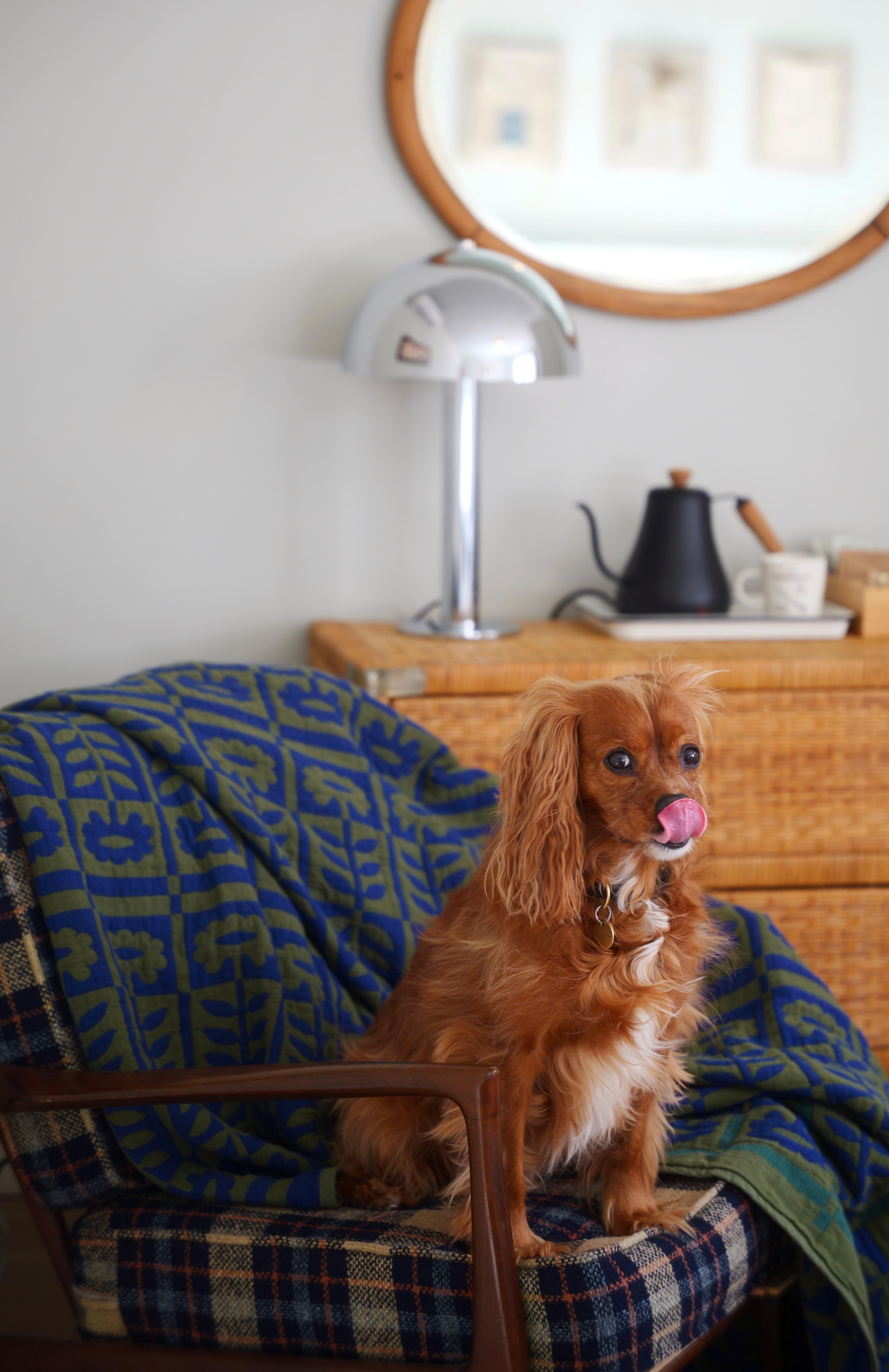 Dog sitting on chair.