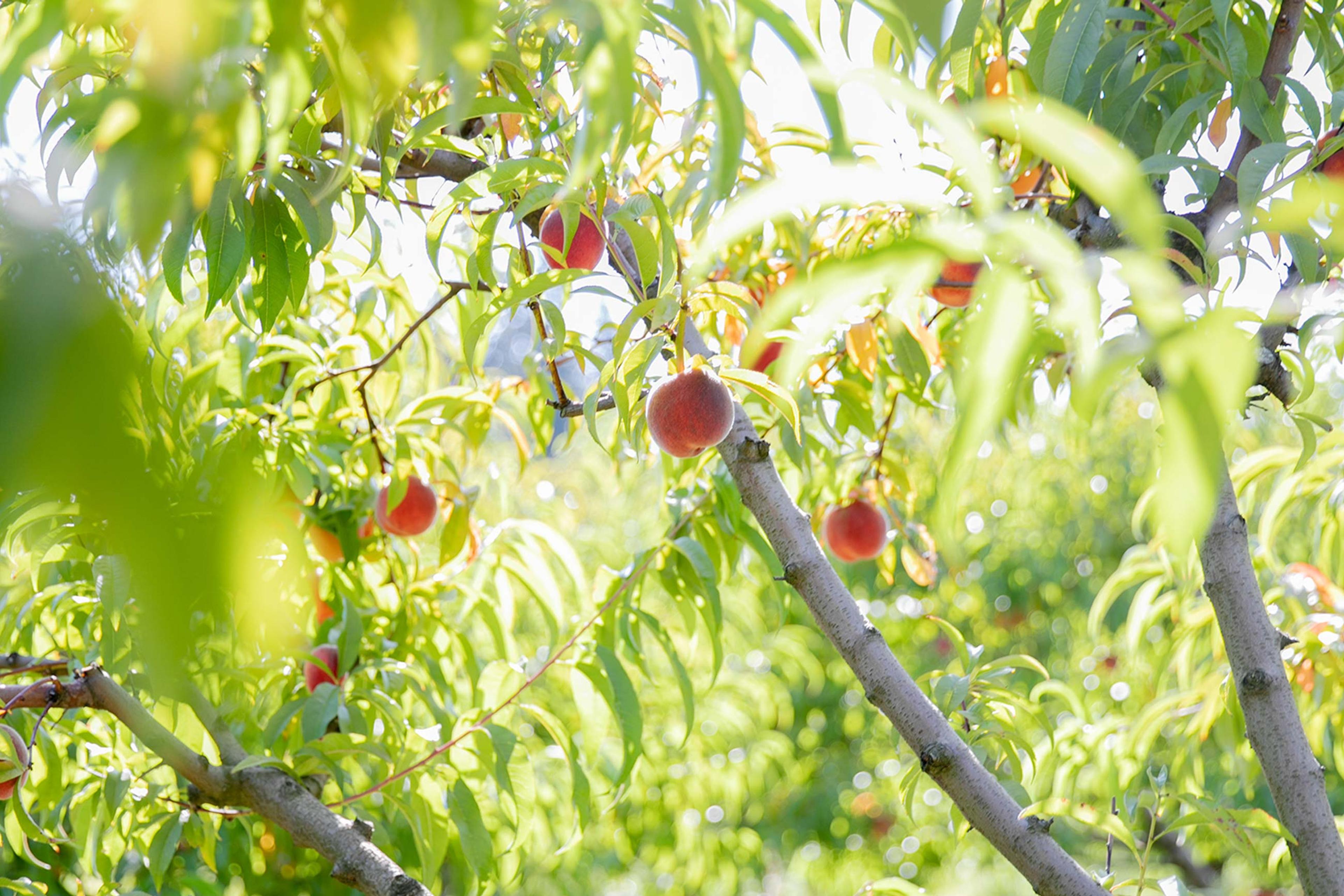 Small Summer Joys: Peach Picking on Sauvie Island