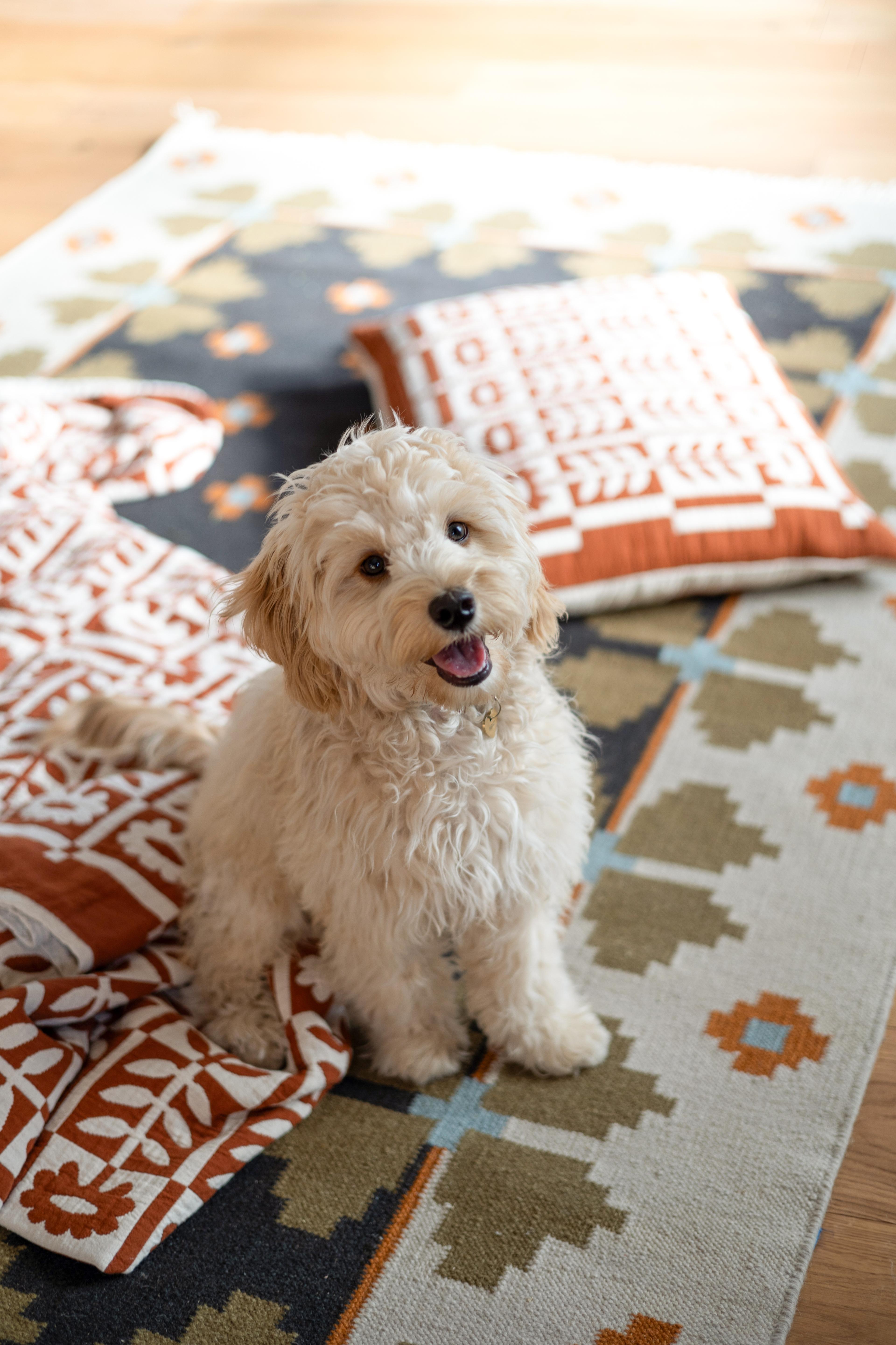 Dog on rug.