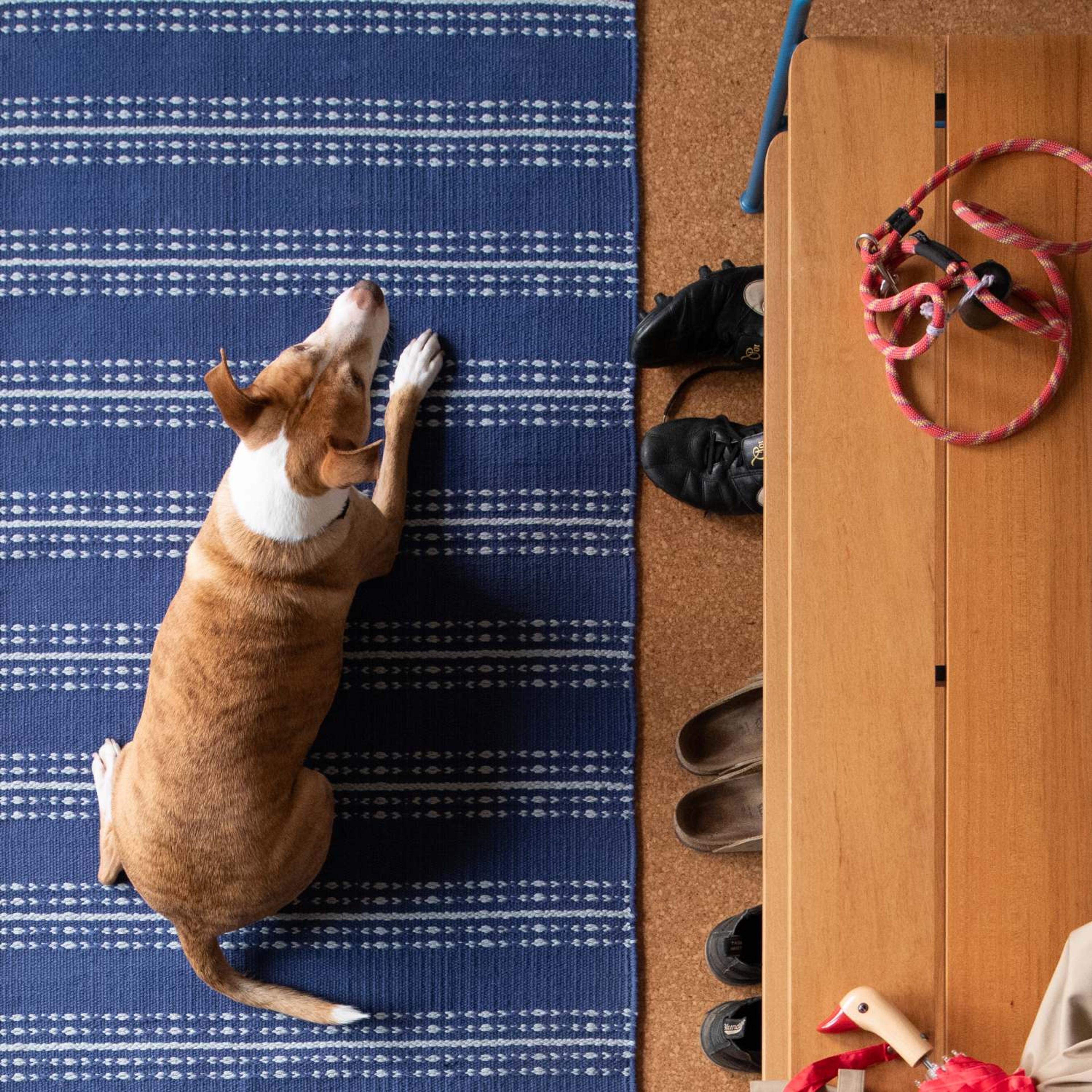 Dog laying on rug next to hall bench