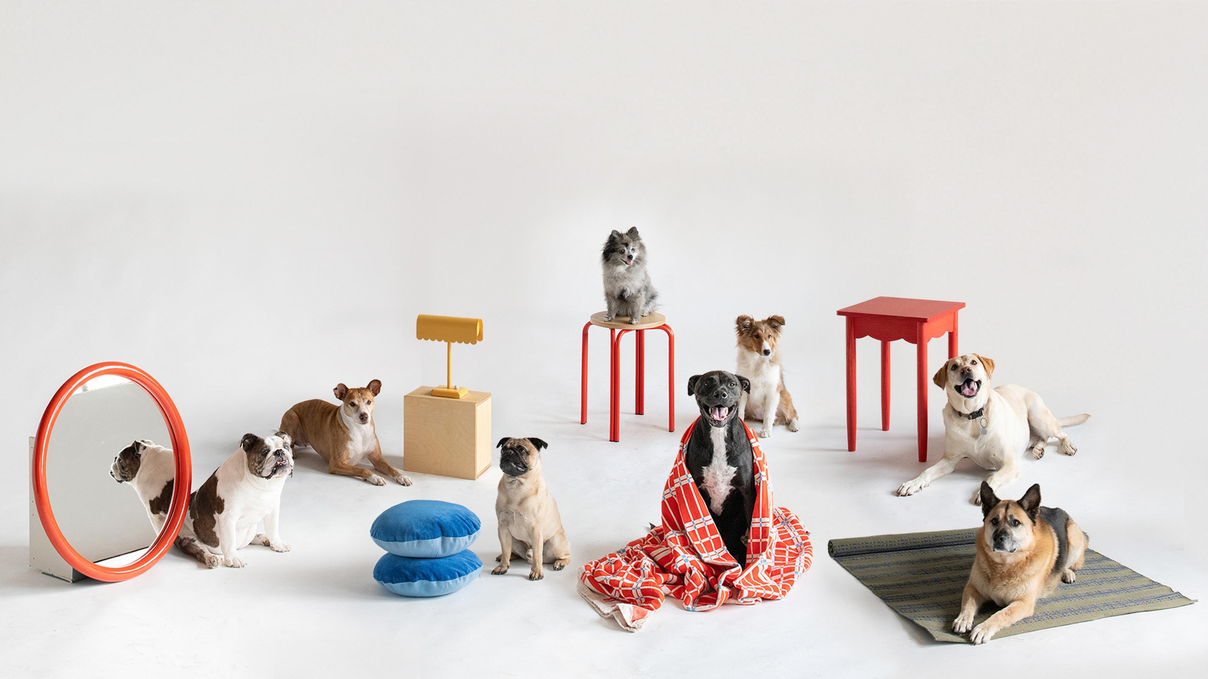 group of dogs with home decor items