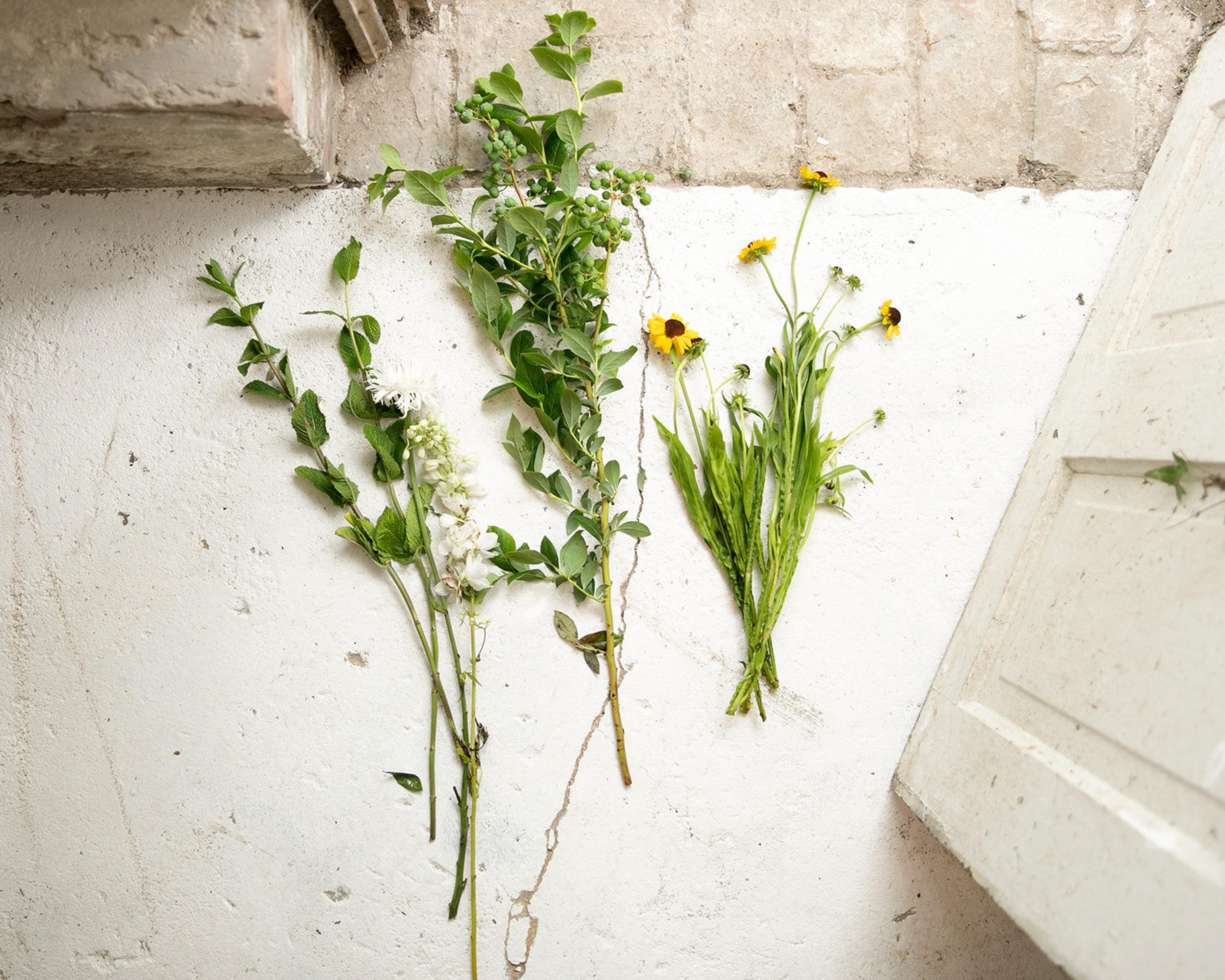 plants on a white surface