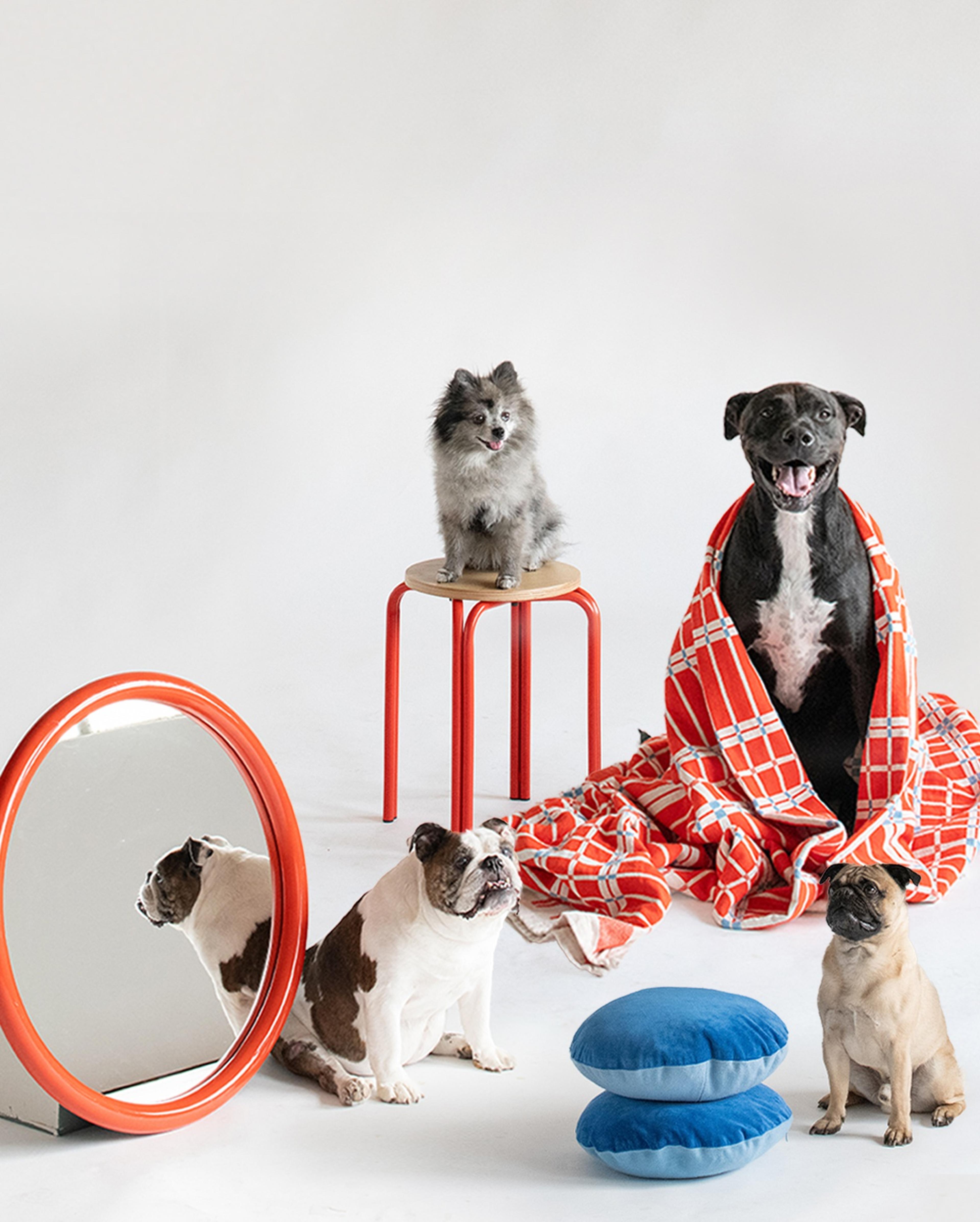 Dogs with home items